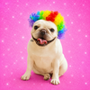 Clown wig